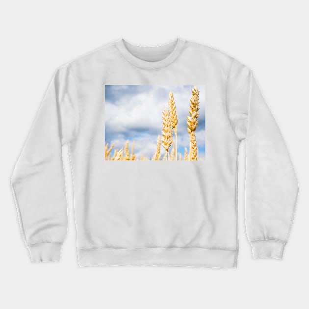 Wheat Crewneck Sweatshirt by ansaharju